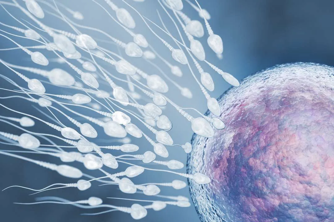 embarazo-fertilidad-mujer-ovulo-esperma